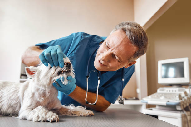 Best Emergency Wisdom Teeth Removal in Rineyville, KY
